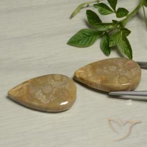 Shop natural 27.09ct Multicolore corail fossile gems, En forme de poire, from Indonésie at GemSelect. In stock, global shipping!