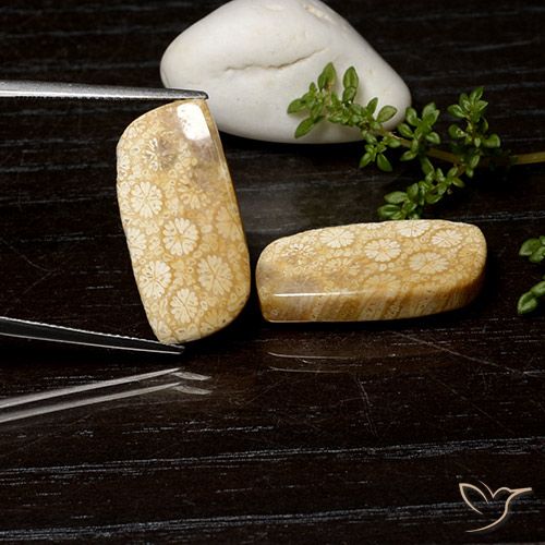 25.26ctw Naturel Multicolore corail fossile, Fantaisie, Opaque