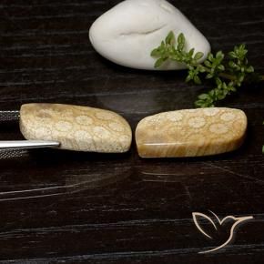 Shop natural 25.26ct Multicolore corail fossile gems, Fantaisie, from Indonésie at GemSelect. In stock, global shipping!