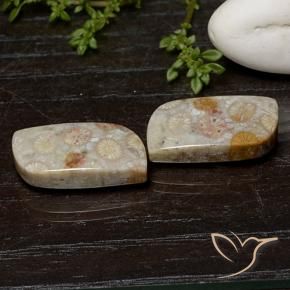 Shop natural 25.07ct Multicolore corail fossile gems, Fantaisie, from Indonésie at GemSelect. In stock, global shipping!