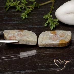 Shop natural 25.07ct Multicolore corail fossile gems, Fantaisie, from Indonésie at GemSelect. In stock, global shipping!