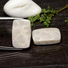 Achetez naturel 25.59ct Multicolore Corail fossile gems, Coupe coussin, En provenance Indonésie chez GemSelect. En stock, livraison internationale!