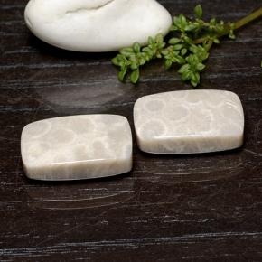 Achetez naturel 25.59ct Multicolore Corail fossile gems, Coupe coussin, En provenance Indonésie chez GemSelect. En stock, livraison internationale!