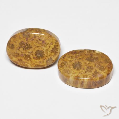 Shop natural 21.12ct Multicolore corail fossile gems, ovale, from Indonésie at GemSelect. In stock, global shipping!