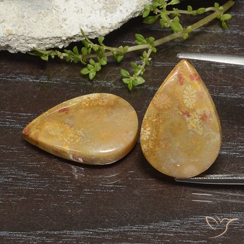 23.49ctw Naturel Multicolore corail fossile, En forme de poire, Opaque