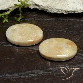 Shop natural 24.96ct Multicolore corail fossile gems, ovale, from Indonésie at GemSelect. In stock, global shipping!