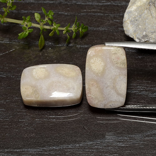 Achetez naturel 25.01ct Multicolore Corail fossile gems, Coupe coussin, En provenance Indonésie chez GemSelect. En stock, livraison internationale!