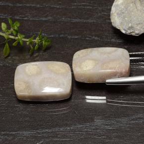 Achetez naturel 25.01ct Multicolore Corail fossile gems, Coupe coussin, En provenance Indonésie chez GemSelect. En stock, livraison internationale!