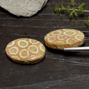 Achetez naturel 29.50ct Multicolore Corail fossile gems, Coupe ovale, En provenance Indonésie chez GemSelect. En stock, livraison internationale!