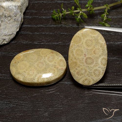 39.00ctw Naturel Multicolore corail fossile, ovale, Opaque