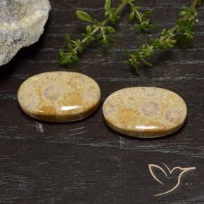 Shop natural 25.75ct Multicolore Corail fossile gems, ovale, from Indonésie at GemSelect. In stock, global shipping!