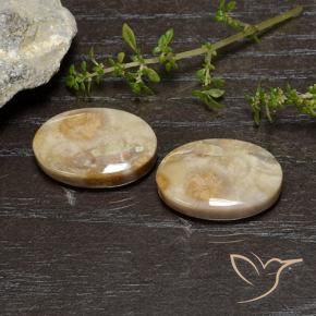 Shop natural 26.83ct Multicolore corail fossile gems, ovale, from Indonésie at GemSelect. In stock, global shipping!