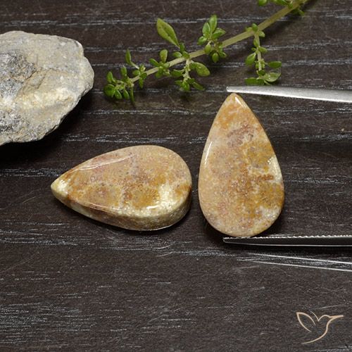 25.11ctw Naturel Multicolore corail fossile, En forme de poire, Opaque