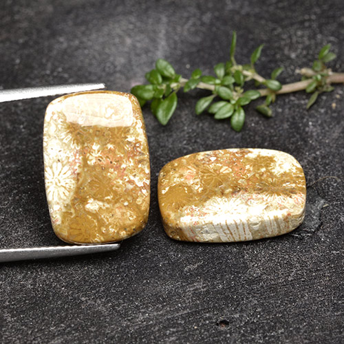 Achetez naturel 16.41ct Multicolore Corail fossile gems, Coupe coussin, En provenance Indonésie chez GemSelect. En stock, livraison internationale!