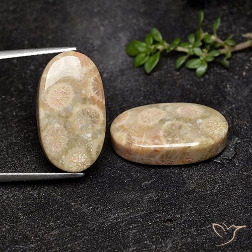 19.57ctw Naturel Multicolore Corail fossile, ovale, Opaque