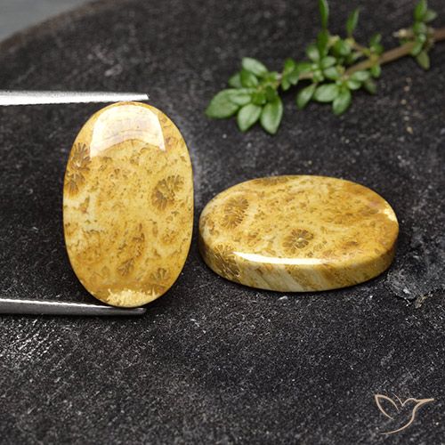 Shop natural 19.91ct Multicolore Corail fossile gems, ovale, from Indonésie at GemSelect. In stock, global shipping!