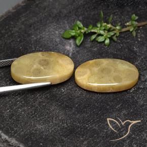 Shop natural 18.93ct Multicolore corail fossile gems, ovale, from Indonésie at GemSelect. In stock, global shipping!