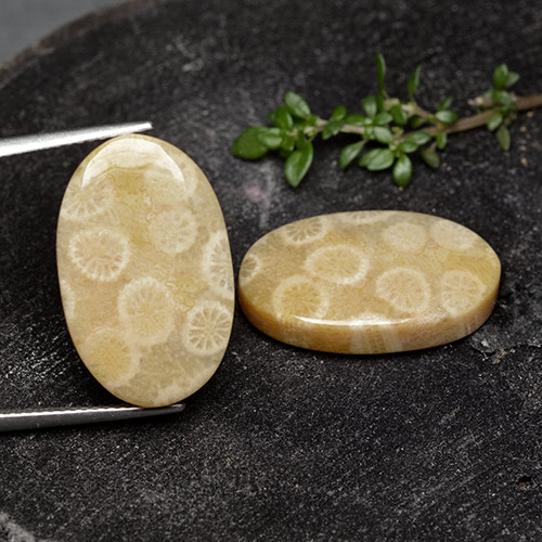 Achetez naturel 24.38ct Multicolore Corail fossile gems, Coupe ovale, En provenance Indonésie chez GemSelect. En stock, livraison internationale!