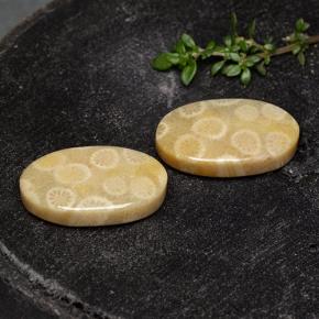 Achetez naturel 24.38ct Multicolore Corail fossile gems, Coupe ovale, En provenance Indonésie chez GemSelect. En stock, livraison internationale!