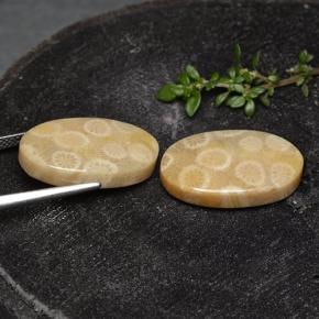 Achetez naturel 24.38ct Multicolore Corail fossile gems, Coupe ovale, En provenance Indonésie chez GemSelect. En stock, livraison internationale!