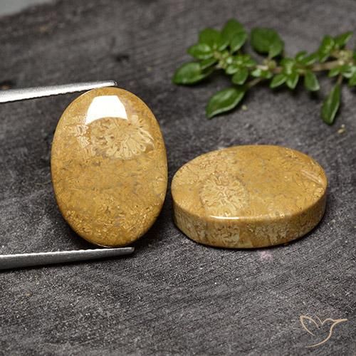 Shop natural 20.50ct Multicolore Corail fossile gems, ovale, from Indonésie at GemSelect. In stock, global shipping!