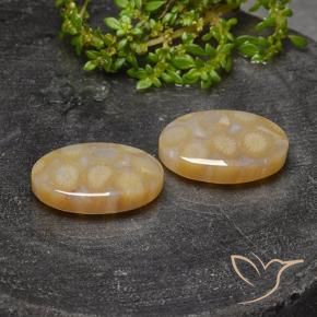 Shop natural 23.14ct Multicolore Corail fossile gems, ovale, from Indonésie at GemSelect. In stock, global shipping!