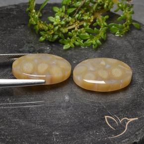 Shop natural 23.14ct Multicolore Corail fossile gems, ovale, from Indonésie at GemSelect. In stock, global shipping!