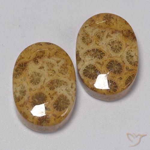 Shop natural 22.57ct Multicolore corail fossile gems, ovale, from Indonésie at GemSelect. In stock, global shipping!