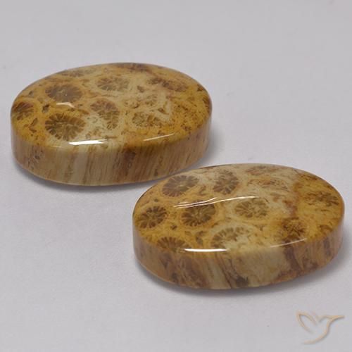 Shop natural 22.57ct Multicolore corail fossile gems, ovale, from Indonésie at GemSelect. In stock, global shipping!
