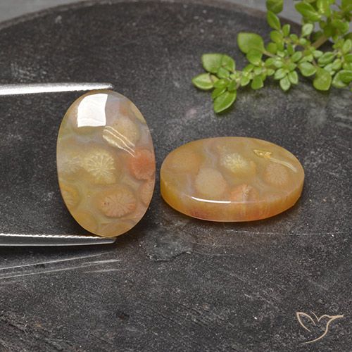 25.17ctw Naturel Multicolore corail fossile, ovale, Translucide