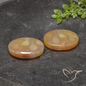 Shop natural 25.17ct Multicolore corail fossile gems, ovale, from Indonésie at GemSelect. In stock, global shipping!