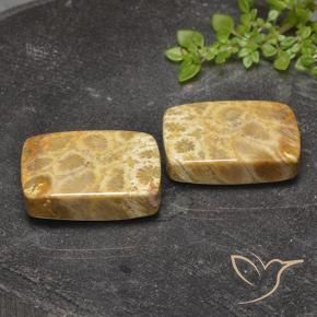 Shop natural 40.81ct Multicolore corail fossile gems, Coussin, from Indonésie at GemSelect. In stock, global shipping!