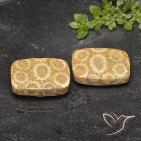 Shop natural 23.94ct Multicolore corail fossile gems, Coussin, from Indonésie at GemSelect. In stock, global shipping!