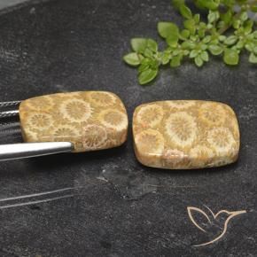 Shop natural 23.94ct Multicolore corail fossile gems, Coussin, from Indonésie at GemSelect. In stock, global shipping!