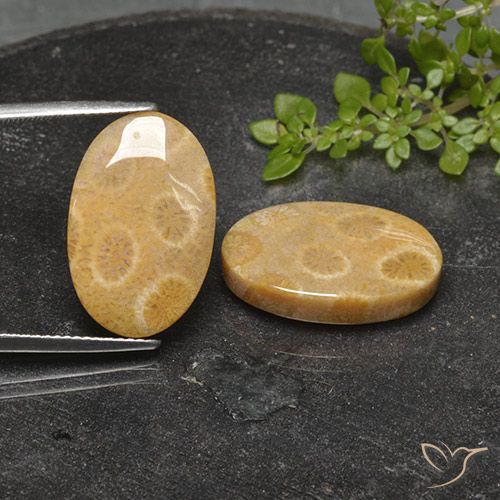 22.26ctw Naturel Multicolore corail fossile, ovale, Opaque