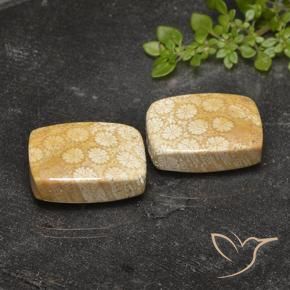 Shop natural 27.14ct Multicolore corail fossile gems, Coussin, from Indonésie at GemSelect. In stock, global shipping!