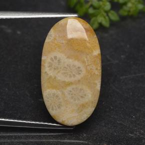 Corail fossile Multicolore naturelle Coupe ovale, 11.06 ct, Opaque