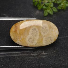 Corail fossile Multicolore naturelle Coupe ovale, 11.06 ct, Opaque