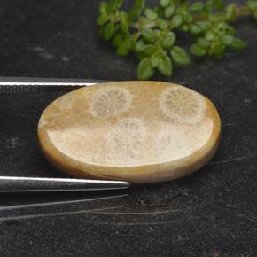 Corail fossile Multicolore naturelle Coupe ovale, 11.06 ct, Opaque