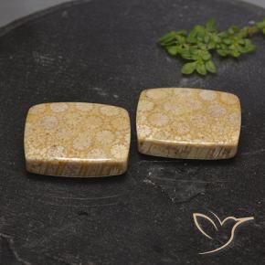 Shop natural 28.56ct Multicolore corail fossile gems, Coussin, from Indonésie at GemSelect. In stock, global shipping!