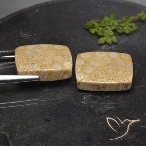Shop natural 28.56ct Multicolore corail fossile gems, Coussin, from Indonésie at GemSelect. In stock, global shipping!