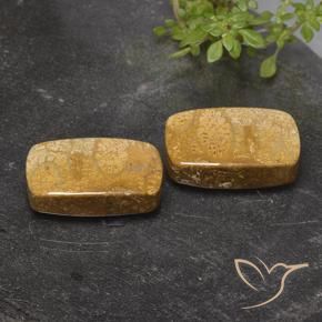 Shop natural 32.26ct Multicolore corail fossile gems, Coussin, from Indonésie at GemSelect. In stock, global shipping!