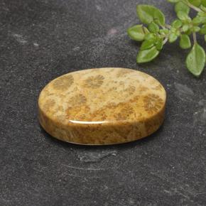 Corail fossile Multicolore naturelle Coupe ovale, 14.69 ct, Opaque