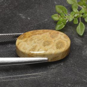 Corail fossile Multicolore naturelle Coupe ovale, 14.69 ct, Opaque