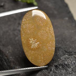 Corail fossile Multicolore naturelle Coupe ovale, 10.75 ct, Opaque