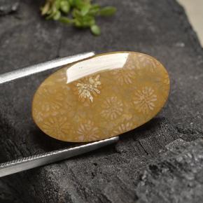 Corail fossile Multicolore naturelle Coupe ovale, 10.75 ct, Opaque