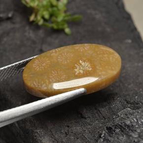 Corail fossile Multicolore naturelle Coupe ovale, 10.75 ct, Opaque