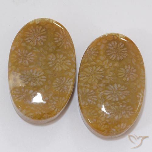 Shop natural 28.62ct Multicolore Corail fossile gems, ovale, from Indonésie at GemSelect. In stock, global shipping!