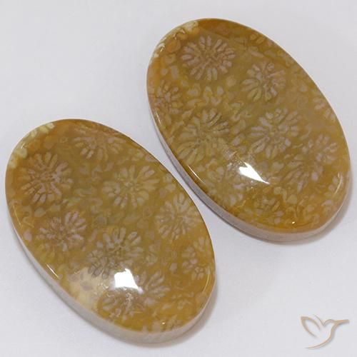 Shop natural 28.62ct Multicolore Corail fossile gems, ovale, from Indonésie at GemSelect. In stock, global shipping!