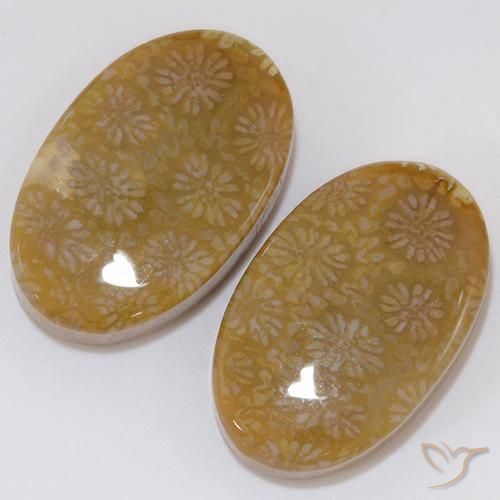 Shop natural 28.62ct Multicolore Corail fossile gems, ovale, from Indonésie at GemSelect. In stock, global shipping!